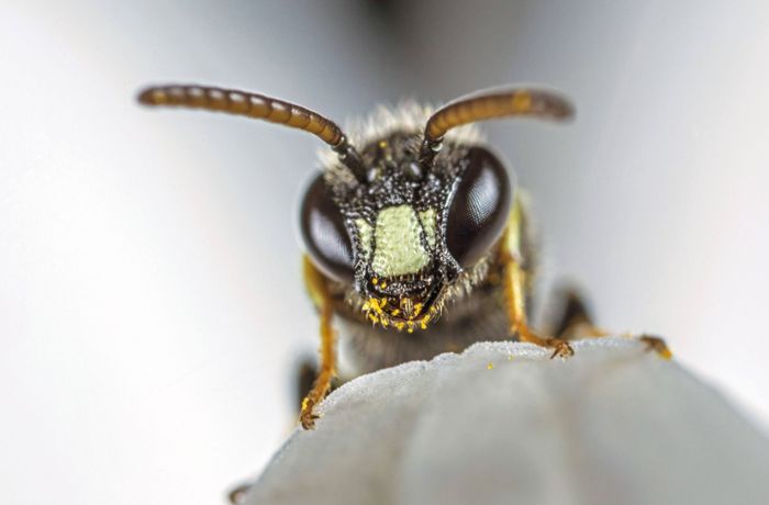 Wie  Wildbienen besser überleben können