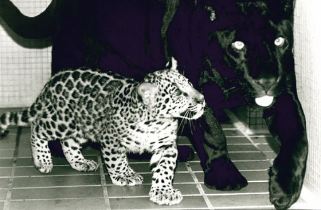 Jaguardame Petra mit ihrem 1994 geborenen Sohn Poncio.