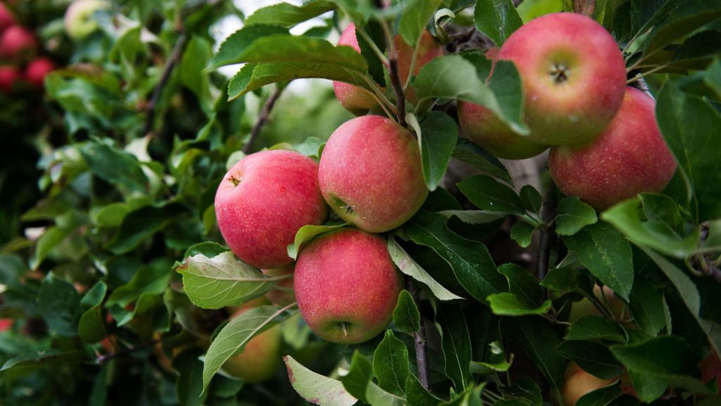Ernte-Aktionen im Strohgäu: Fleißige Helfer retten Äpfel vor dem Vergammeln