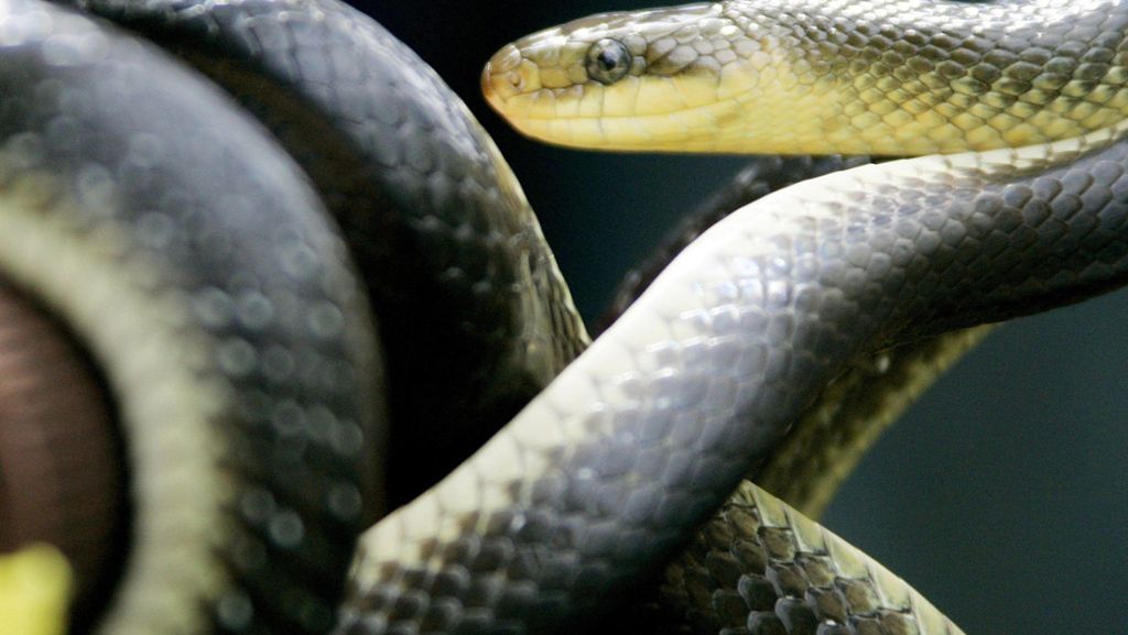  Eine etwa 70 Zentimeter lange Schlange sorgt in einem Eiscafé für großes Aufsehen. Das Reptil wird von einem Gast in der Toilette entdeckt. Die Polizei rückt aus und fängt die Kornnatter ein. 
