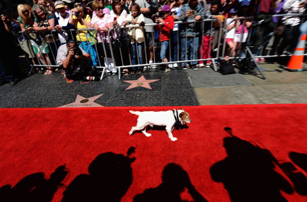 Vor rund acht Jahren verewigte sich Uggie mit seinem Pfotenabdruck auf dem berühmten Platz vor dem Chinese Theatre in Hollywood.