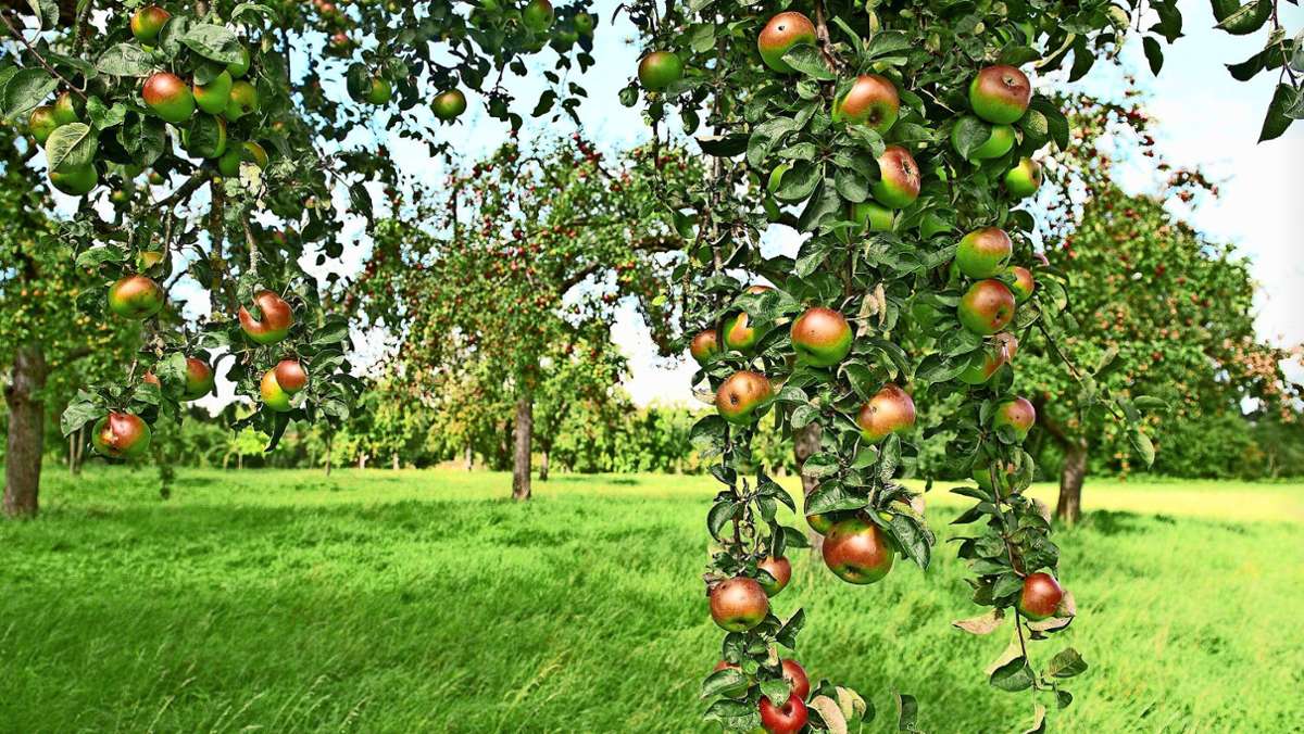 Speicherung von CO2: Der Apfelbaum könnte dem Klima noch mehr helfen
