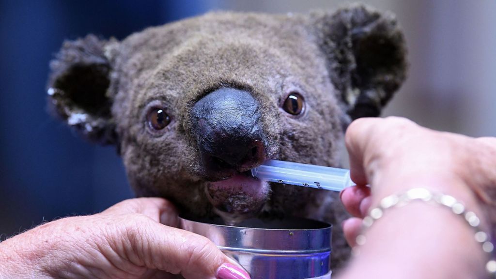 Buschbrände in Australien: Aus Flammen geretteter Koala Lewis stirbt wegen Verbrennungen