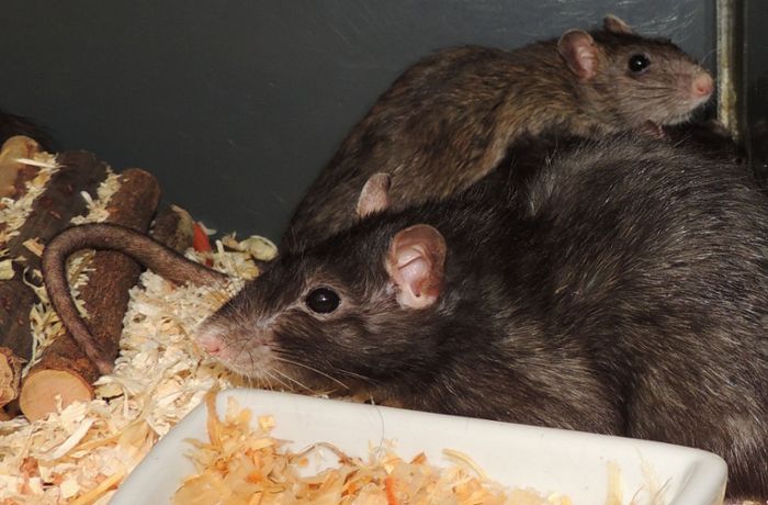 Tierheim Stuttgart: Ratten sind gute Anfängerhaustiere