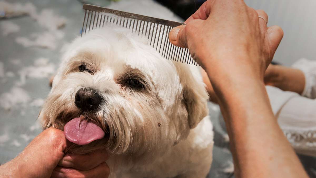 Betrieb wegen Corona geschlossen: Hundesalon-Betreiberin zieht vor Gericht