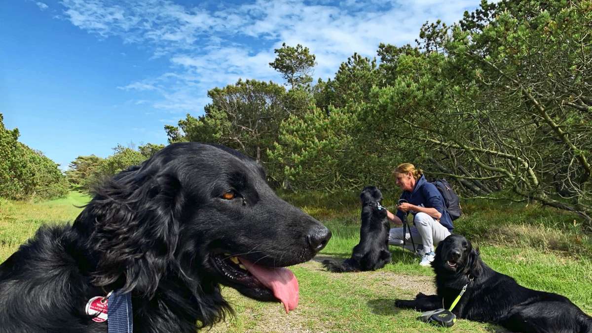 Urlaub mit Hund: Vier Pfoten unterwegs in Dänemark