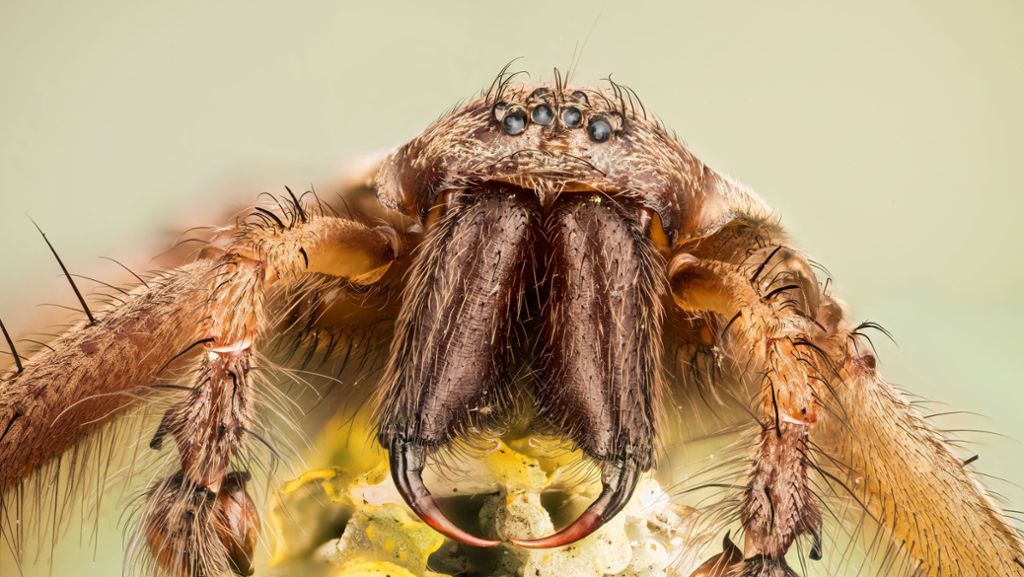 Die  Winkelspinne in Stuttgart: So gefährlich sind Spinnen im Haus  wirklich