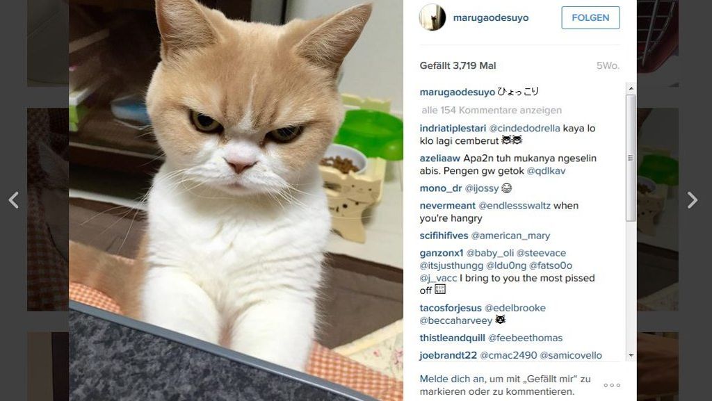 Katze Koyuki auf Instagram: Ist das die neue Grumpy Cat?