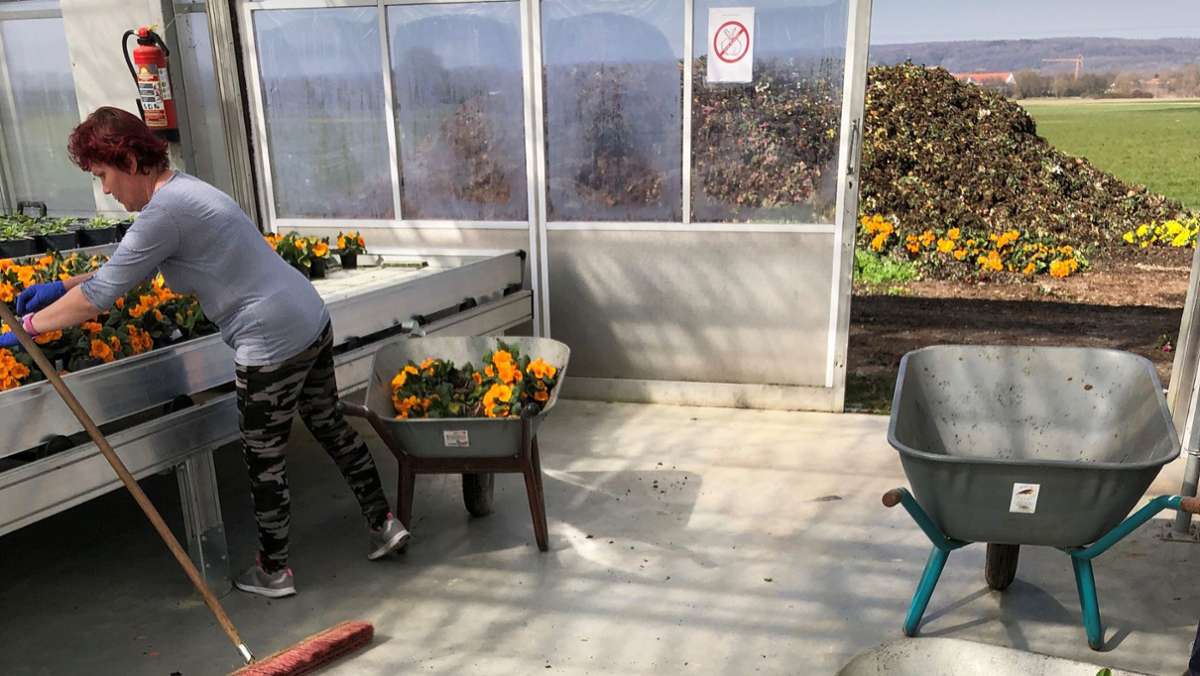 Gartenbaubetriebe in der Corona-Pandemie: Die Primeln landen  auf dem   Kompost