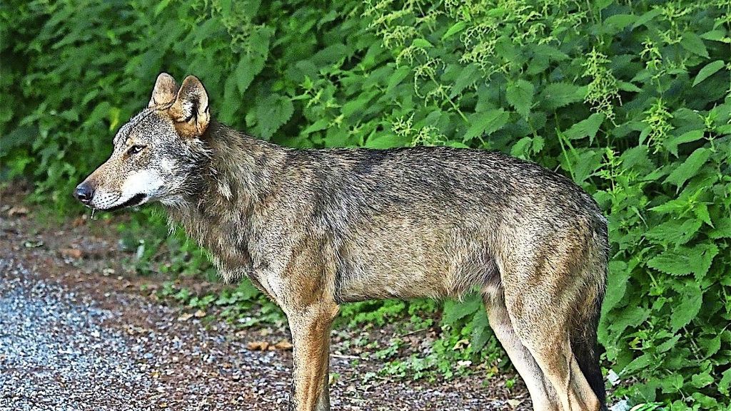 Toter Wolf im Schluchsee: Tier wurde erschossen – Strafanzeige gestellt