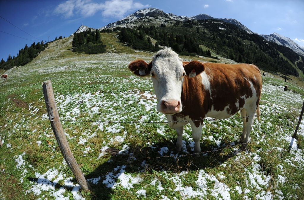 Eine tödliche Kuh-Attacke auf eine deutsche Wanderin 2014 hat Österreich zu einem Verhaltenskodex für Wanderer veranlasst. Foto: apa