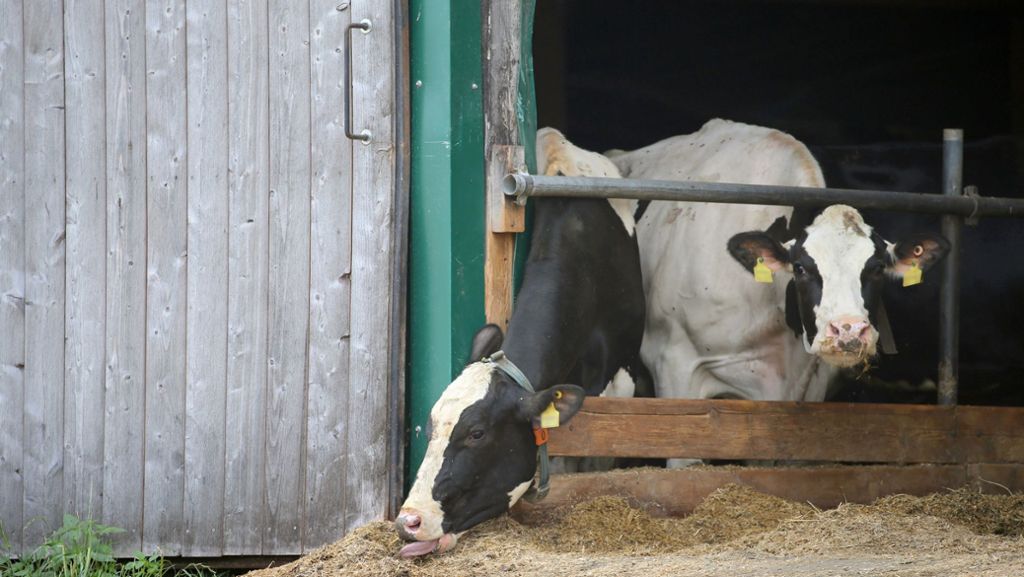 Skandal um Allgäuer Milchviehbetrieb: Intensivere Kontrollen nach Tierquälerei-Vorwürfen geplant