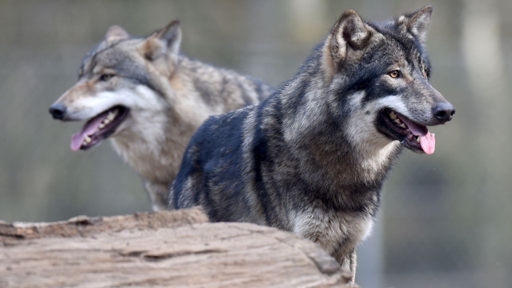 Tote Schafe im Kreis Rastatt: Experten vermuten Wolf hinter der Attacke