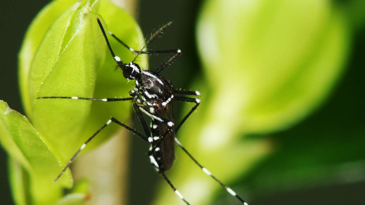 Tigermücken in der Region Stuttgart: Gefährliche Virenträger breiten sich weiter aus
