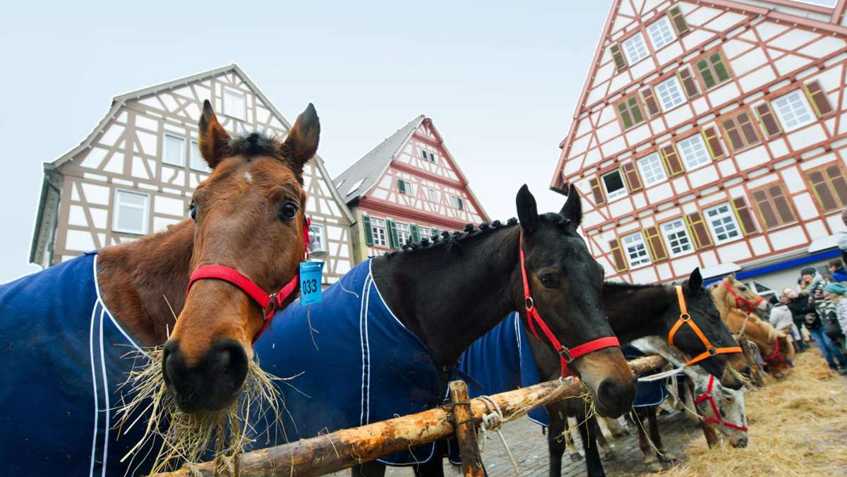 Satire zum Leonberger Pferdemarkt: Putsch, Party und Pferd