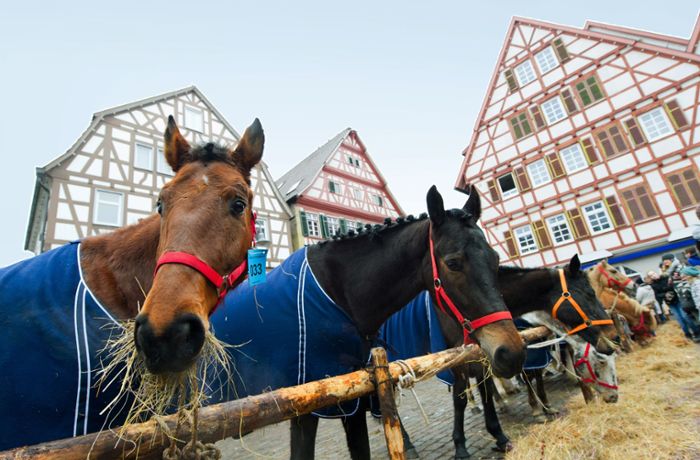 Satire zum Leonberger Pferdemarkt: Putsch, Party und Pferd