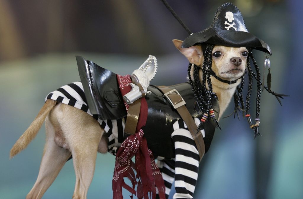 An dieser Chihuahua-Piraten-Verkleidung hat sich jemand verkünstelt.