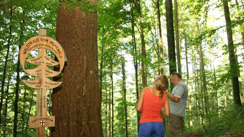 Der höchste Baum Deutschlands: Waldtraut über allen Wipfeln