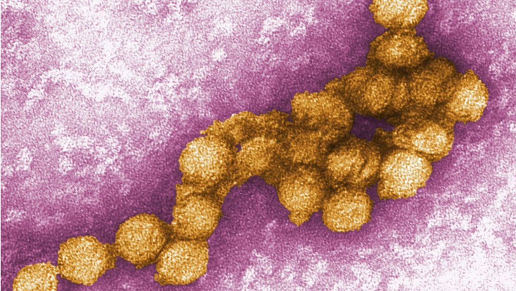 West-Nil-Fieber in Deutschland: Erster Nachweis der Viren in diesem Jahr