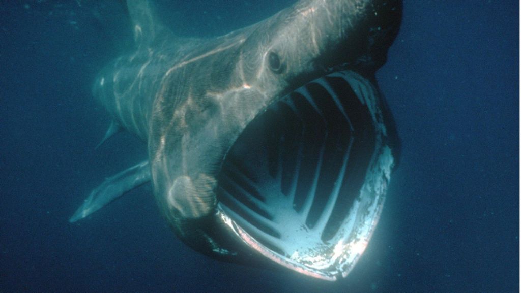 Vor Dänemark: Acht Meter großer Riesenhai in der Nordsee gesichtet