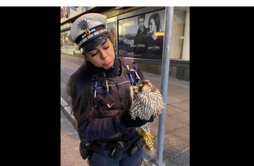 Polizisten retten abgestürzten Greifvogel