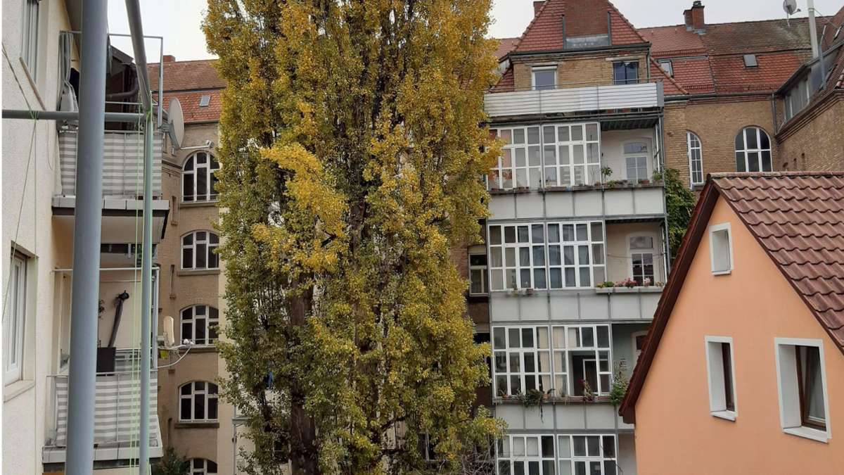 Baumfällung am Hölderlinplatz: Fallen gesunde Pappeln einem Hausbesitzerstreit zum Opfer?