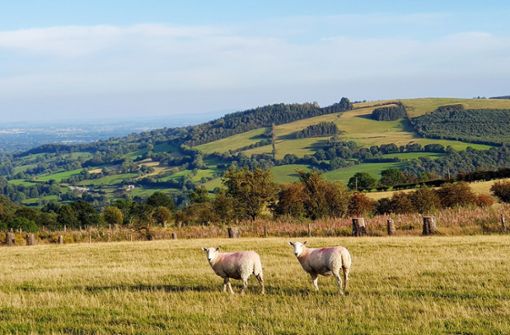 Das Dschungelcamp zieht um: Statt australischem Dschungel gibt es bald Schafe in Norden von Wales. Foto: dpa/Alexandra Frank