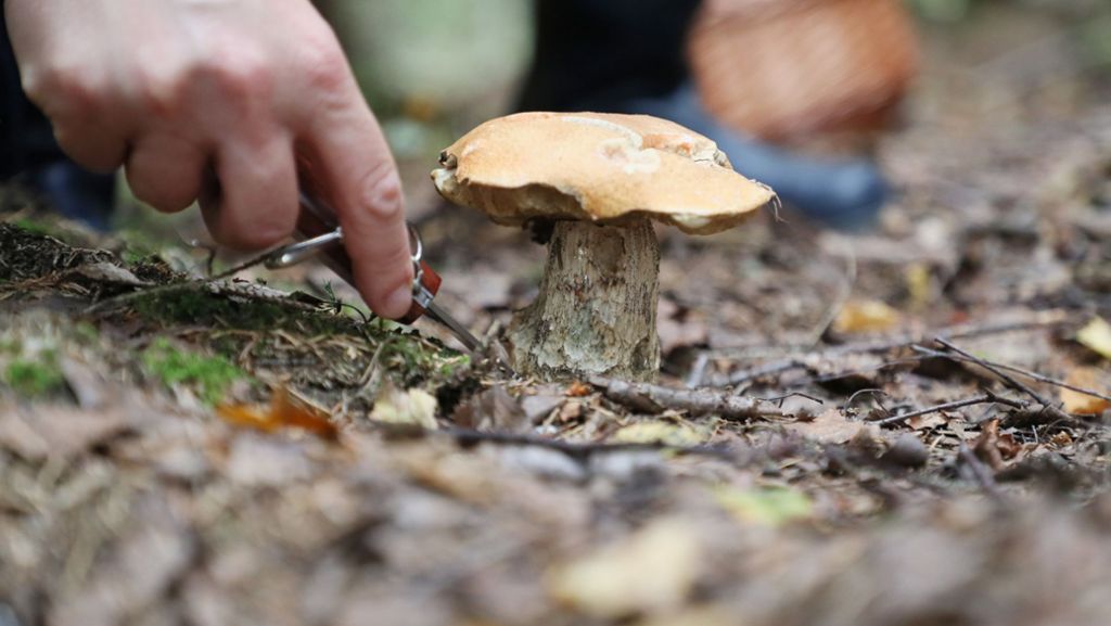 Waldshut: Männer sammeln zu viele Pilze und müssen Strafe zahlen