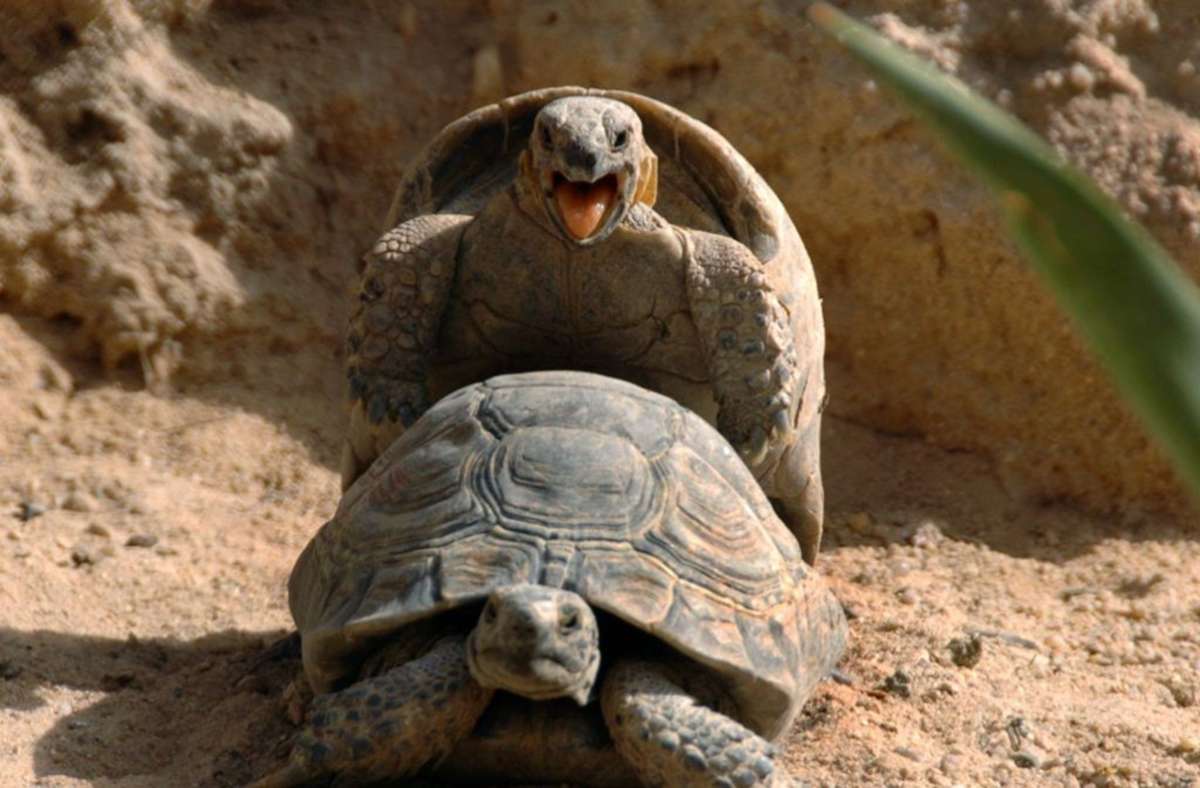 Schildkröten paaren sich im Zoo von Kuwait City.