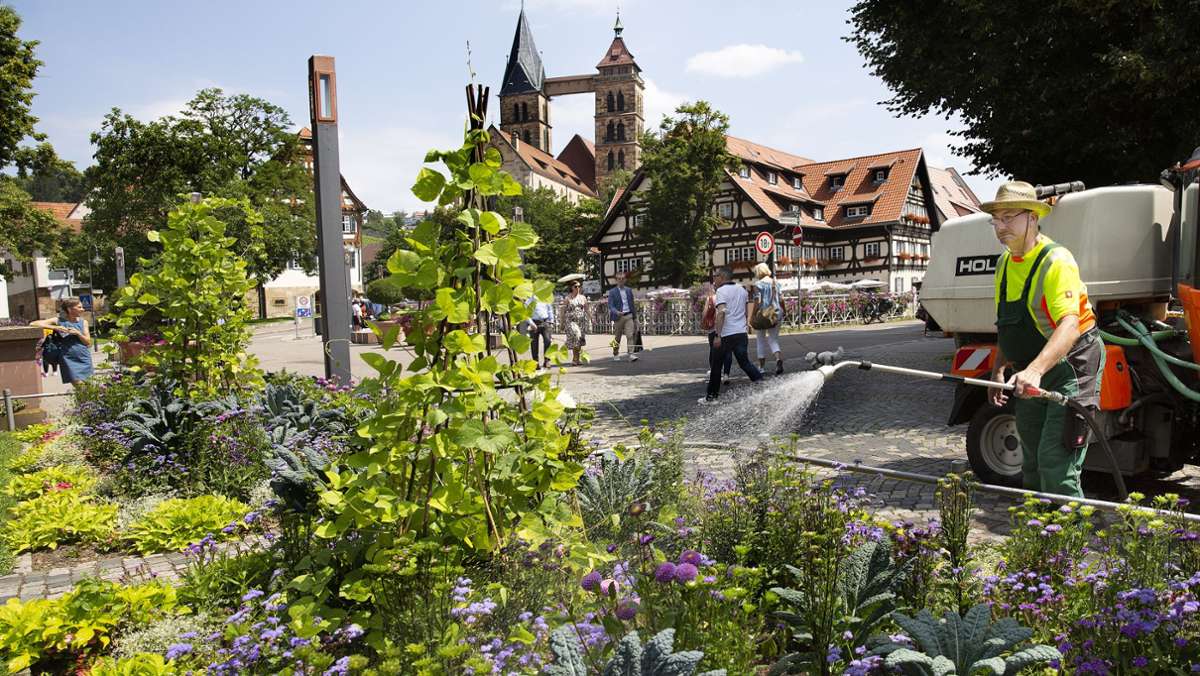 Sommerbepflanzung in Esslingen: Eine Tour durch die blühende Innenstadt