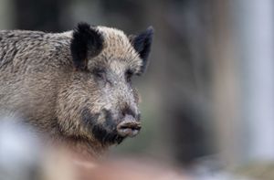 Verirrtes Wildschwein verursacht  zwei Unfälle