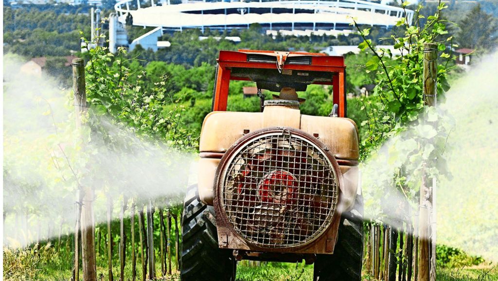 Weinbau in Stuttgart-Untertürkheim: Wengerter fürchten Pestizidverbot