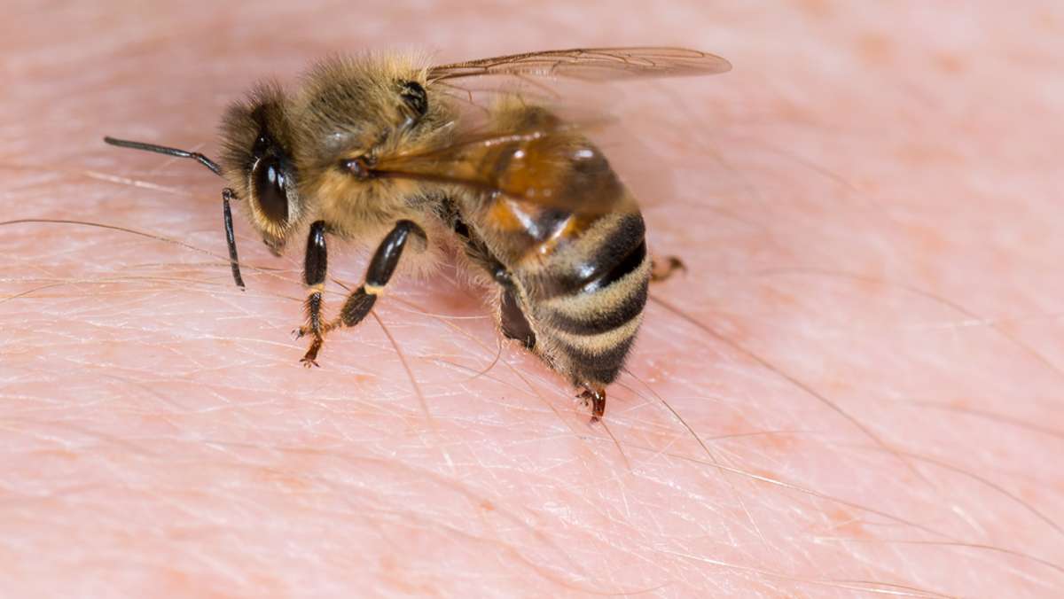 Bienenstachel entfernen: Schnelle Anleitung