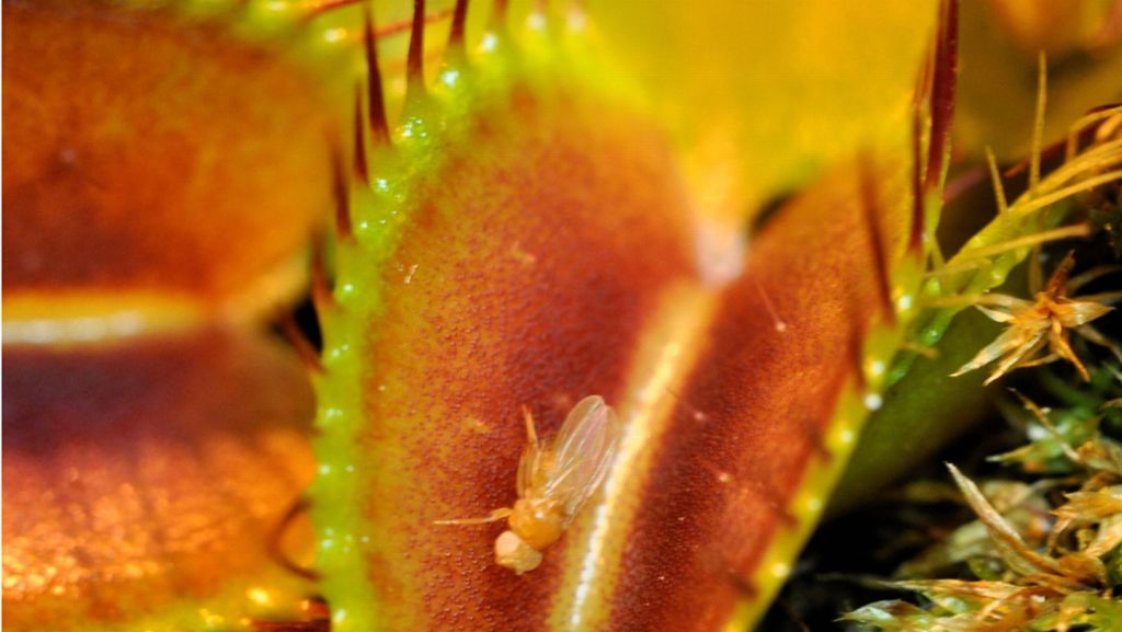 Fruchtfliegen,  Mücken und Co.: Helfen fleischfressende Pflanzen wirklich gegen Insekten?