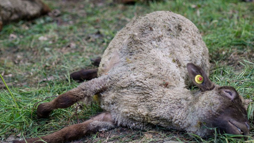 Mögliche Wolf-Attacke: Schafe im Ortenaukreis gerissen
