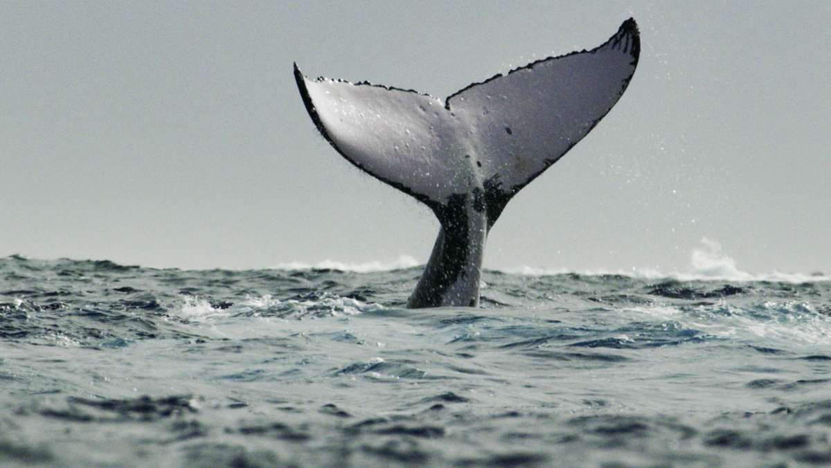 Miniserie über Wale bei Disney+: Mit James Cameron in der  Welt der Meeressäuger