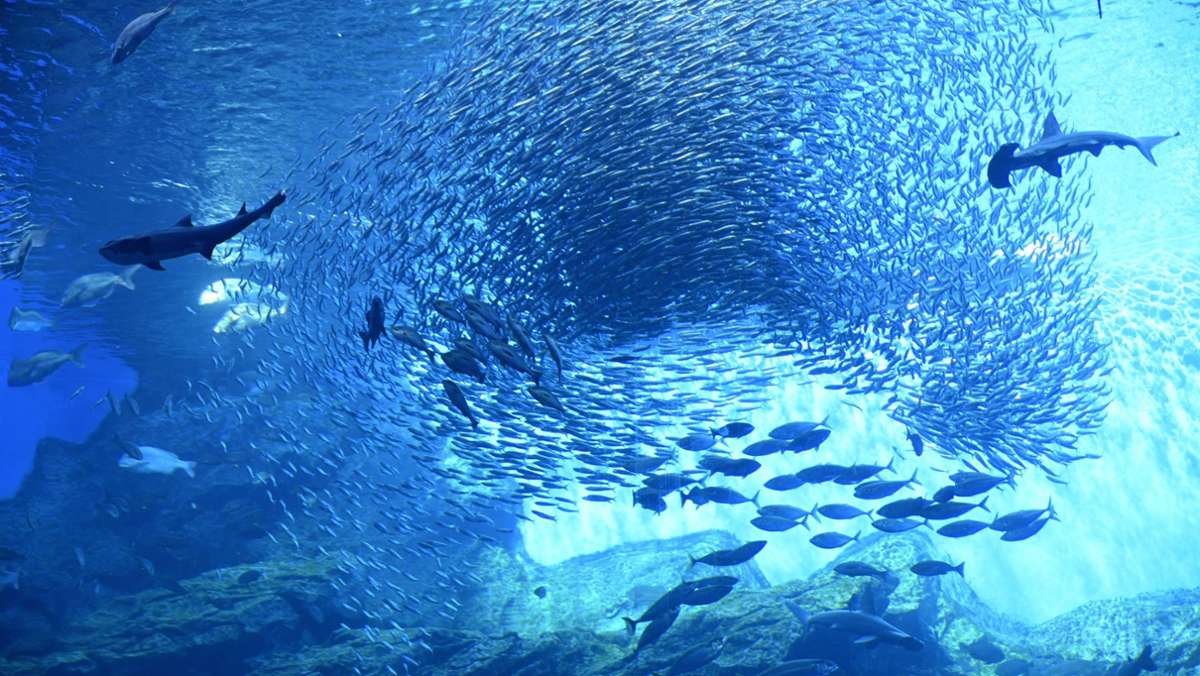  Wie kann ein Heringsschwarm plötzlich die Richtung ändern, um einem angreifenden Schwertwal auszuweichen? Ferngesteuerte Roboterfische sind diesem Geheimnis auf der Spur. 
