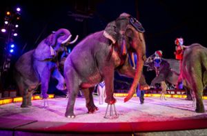 Zirkus darf Wildtiere vorführen - Ulm legt Beschwerde ein