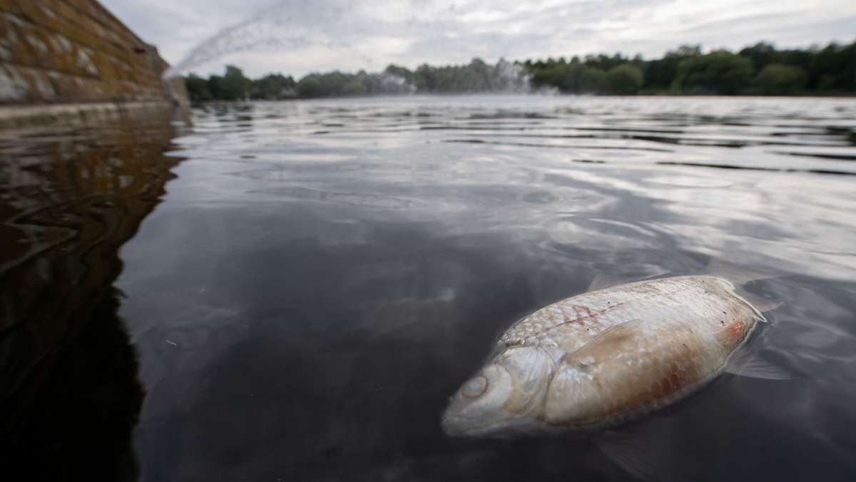 Nach dem Fischsterben voriges Jahr: Zu wenig Raubfische im Max-Eyth-See