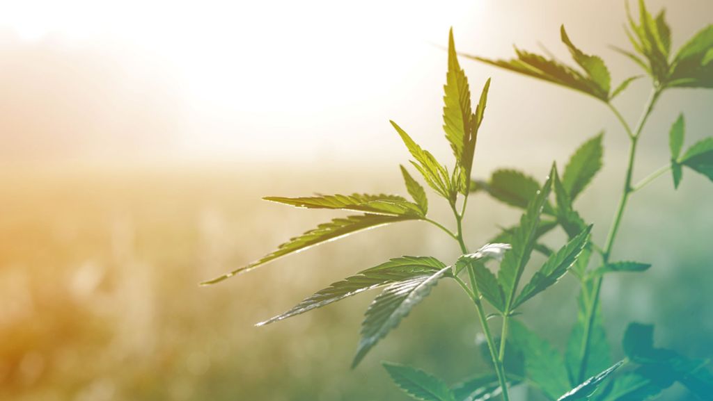 Forschung in Stuttgart: Uni Hohenheim will Cannabis erforschen
