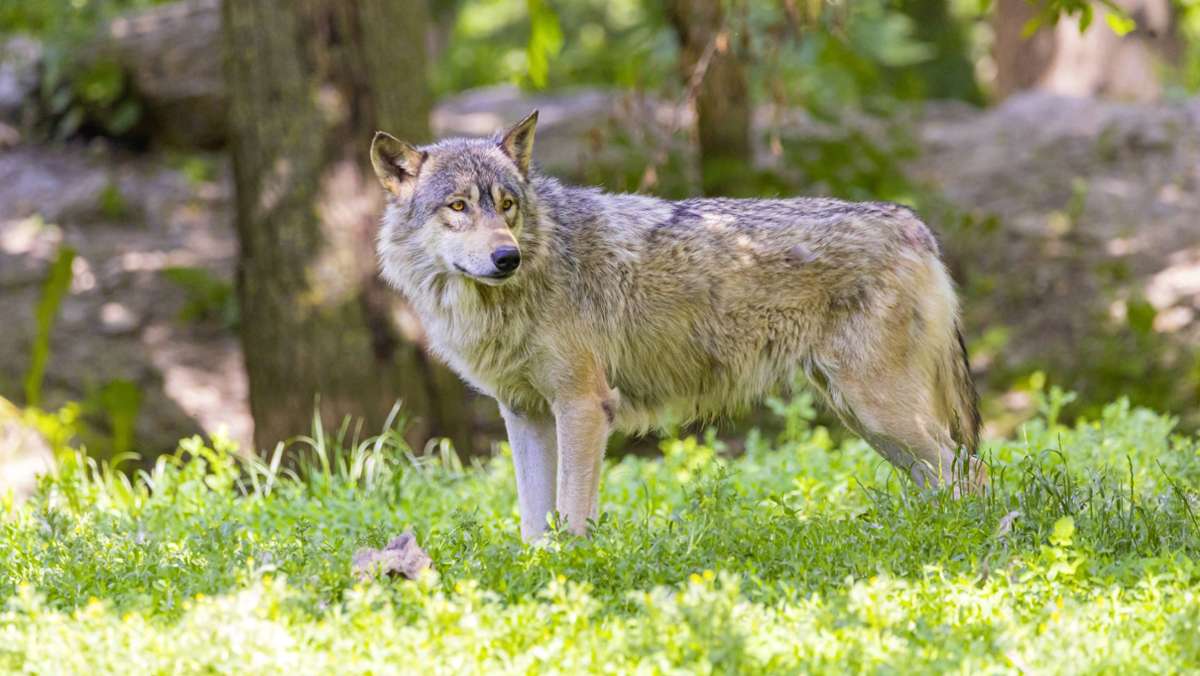 „GW2120m“ im Nordschwarzwald unterwegs: Wolf reißt Ziegen und Schafe