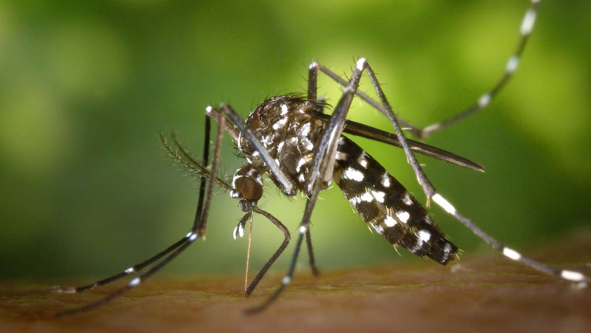Wissenswertes über Stechmücken: Mückenalarm: Welche Arten auf uns fliegen