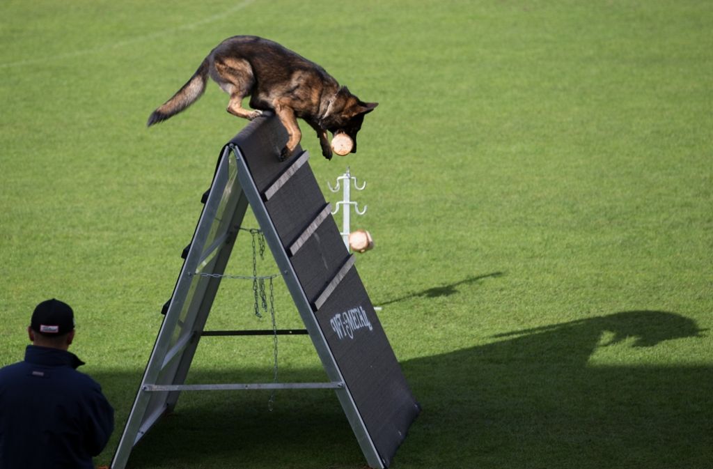 Schäferhunde zeigen derzeit in Meppen, was sie können. Foto: dpa