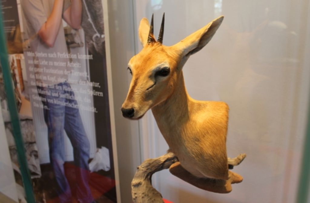 Ein Grauducker: bei diesem in Afrika beheimateten Tier handelt es sich um ein kleine, waldbewohnende Antilope.