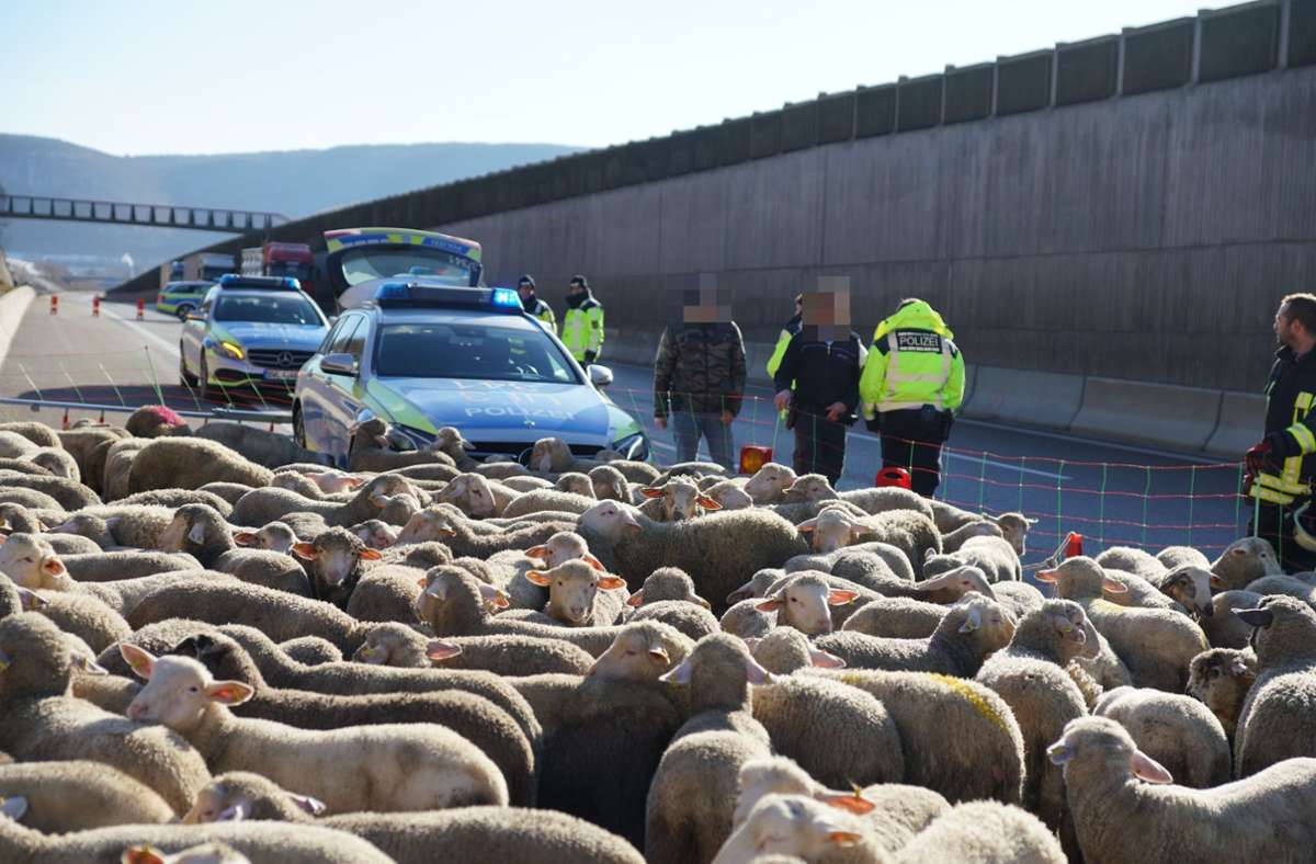 Rund 300 Schafe mussten auf der A8 nach dem Brand in Sicherheit gebracht werden.