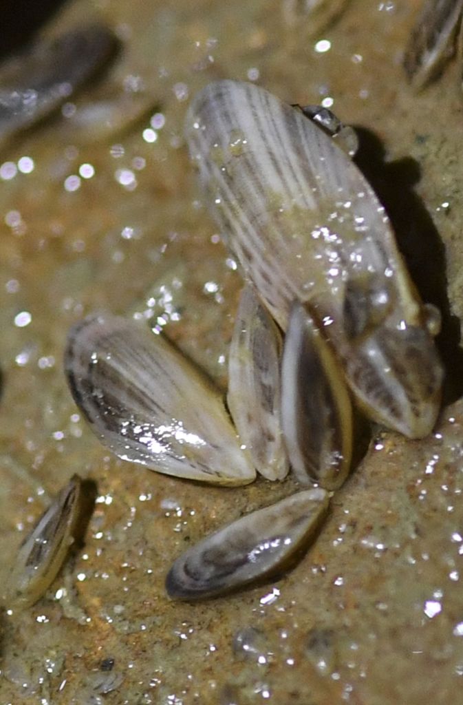 Quagga-Muscheln wachsen auf dem Boden in einer technischen Anlage der Bodenseewasserversorgung in Sipplingen. Die Muschel breitet sich seit mehreren Jahren massiv im Bodensee aus.
