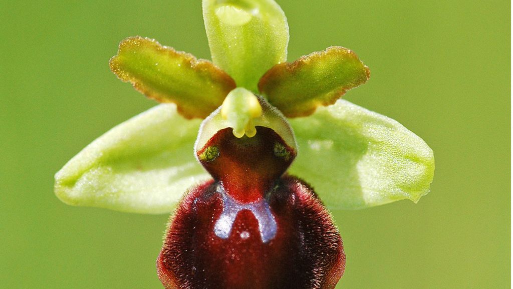 Naturschutzgebiet Taubergießen: Keine Spur von Orchideendieben
