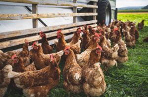 Stallpflicht für Hühner endet nicht überall im Land