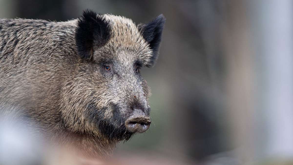  Am Freitag herrschte Wildschwein-Alarm in Karlsruhe. Während ein Wildschwein in eine Gruppe Grundschüler lief, baute ein anderes zwei Unfälle. Auch eine Demo besuchten die Tiere. 