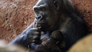 Erneut Gorilla-Baby im Prager Zoo geboren